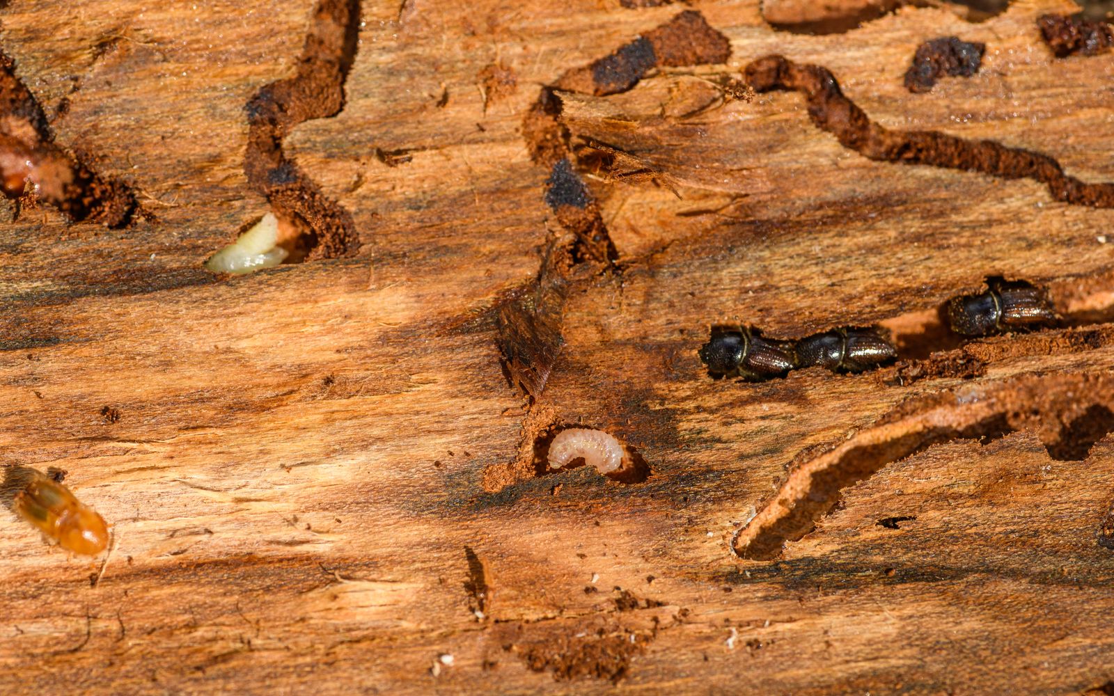 Termite control